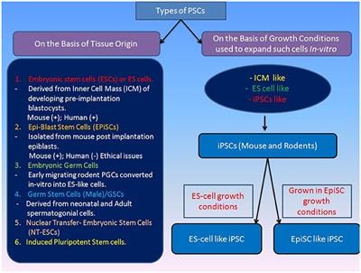 Describing the Stem Cell Potency: The Various Methods of Functional Assessment and In silico Diagnostics